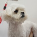 거북애견 이미지