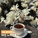 노타이틀 | 마산 카페 |노타이틀 목련 만개 🌸 지금 꼭 가야하는 봄 카페 추천