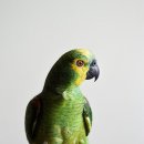 앵무새 이미지