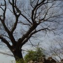 황사1교 이미지