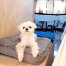 월드애견센타