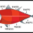노인과바다참치 이미지