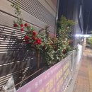 장미카센타 이미지