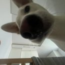 대견하개 이미지