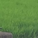 바람의 선율 팬플룻 이미지