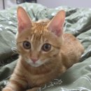 펫타워 | 이제는 방문 닫고 혼자 있는 청소년 노리(with 왓더펫원츠 펫캠, 모든펫 캣타워 추천 후기)