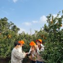 동백카 부분정비 | 제주도 전연령 렌트카 요금 가격 비교, 겨울 제주 여행 후기