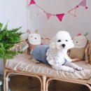 카페토리 이미지