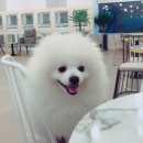 도니바니 이미지