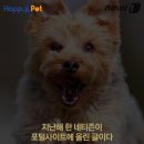 멍멍이집