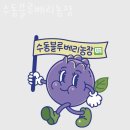 수동농장 | 블루베리체험 수동블루베리농장 서울근교 당일치기 농장체험 추천!