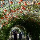 제7회 하동북천코스모스메밀꽃축제 이미지