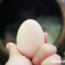 꼬꼬 한마리 이미지