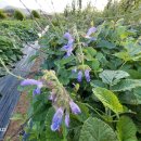 한길타조농장 이미지