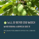 열매약국 | 노니 효능 부작용 영양성분 열매 하루 섭취량 먹는법 총정리