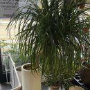 마포-현장-마포-1452 | 마포구 사무실 화분 출장 분갈이_정기관리 전문 오리지널플랜츠 (드라세나 드라코 키우기 작업 후기)