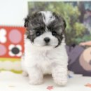 미유펫 강아지고양이 구미점 이미지