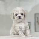 쌀강아지 이미지