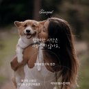 시화호수로3 | 고양시에서 가까운 반려동물 장례식장, 선택 전에 꼭 확인하세요