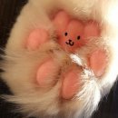 핑크젤리 이미지