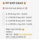 제주빌레왓감귤농장 네이버블로그