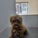 멍빨털빨 이미지