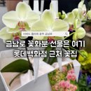 엄마꽃 - 구리시 검배로60번길 11-4 | 광주 금남로 꽃집 추천 비비드플라워에서 친정엄마 꽃화분 선물한 후기