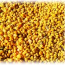 화분인간 이미지