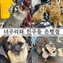 [아이와 실내데이트/라쿤라페] 귀여운 동물들을 보고 만질 수 있는 너구리와친구들 은행점 방문 후기