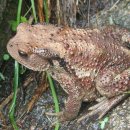 금두꺼비 이미지