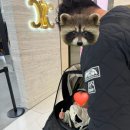 룰루 | [공지] 👜 셀린느 틴 룰루백 블랙 후기! 데일리 명품 미니백 추천