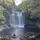 제주 천제연 난대림 이미지