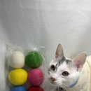 천연소재 핸드메이드 의류제작(야간) | aki 고양이 양모볼 장난감, 진짜 100% 천연 양모로 만든 대왕 장난감