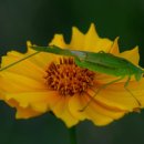 벌곡(논산) 이미지