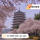 엑스포로 | 경주 황룡원 벚꽃 명소 실시간 여행 후기 주차팁