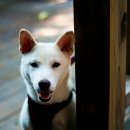 경산의 삽살개육종연구소 | 한국 토종 강아지 4종 — 진돗개·풍산개·삽살개·동경이, 천연기념물이 된 사연