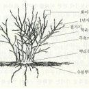 블루베리의 수명 이미지