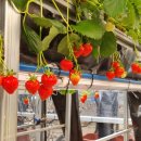 (주)드림팜 이미지