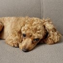 짜장이좋아 | 강아지 비누 피부 약한 짜장이 후기(직접 구매)