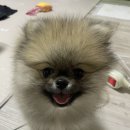 퍼피슈가 이미지