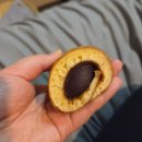 허브 | 식이섬유많은음식 차전차피식이섬유 바인허브 후기