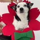 놀러오개 애견유치원 애견호텔 에버랜드점 이미지