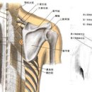 無極保養 뜸 : 폐유, 고황 혈자리 이미지