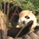 대나무PC 이미지