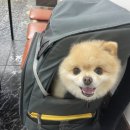 동갈보대쉼터