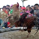 토종닭 이미지