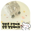 입짧은 고양이를 사로잡은 특별한 수제 생일 케이크 주문 [후기💗]