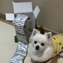 구름따라 | 폴리데이 단일육류 알러지케어 레시피 토끼 900g 후기, 구름이도 잘 먹는 맞춤 사료