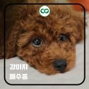 어울동물의료센터 이미지