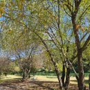 내촌애견 | 드루왈 캠핑장 근처 애견동반 카페 써라운드 슬로우 방문 후기 (feat. 넓은 잔디밭 있음)